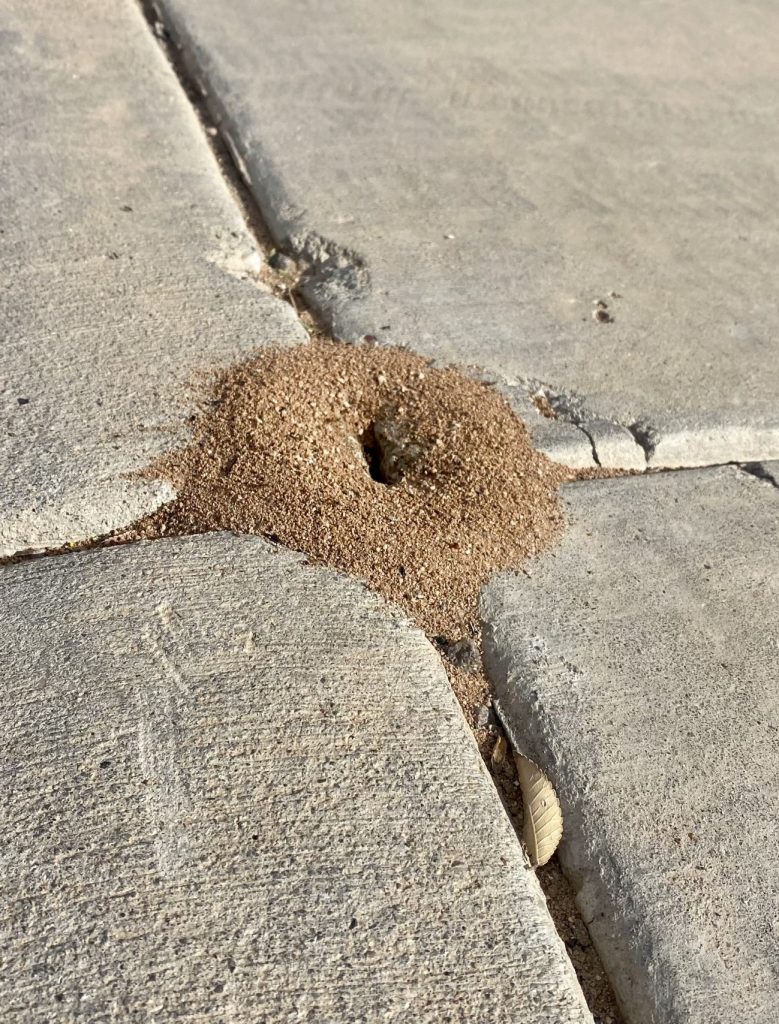 Davis Ant Pest Control and Extermination in San Tan Valley