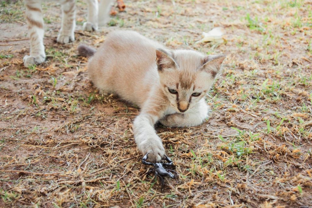 ARE CATS IMMUNE TO SCORPIONS?