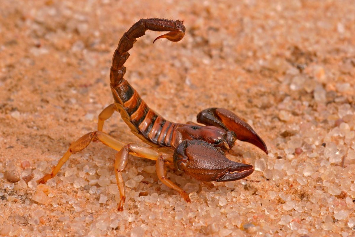 Do-It-Yourself Scorpion Control: A Comprehensive Guide