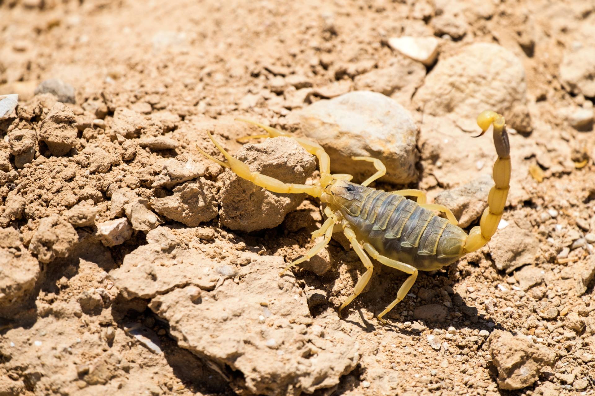 Types of Scorpions: A Helpful Guide